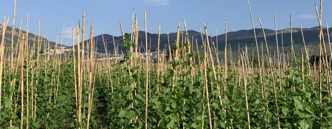 Al momento stai visualizzando Fagiolo Suscieglio: i primi risultati