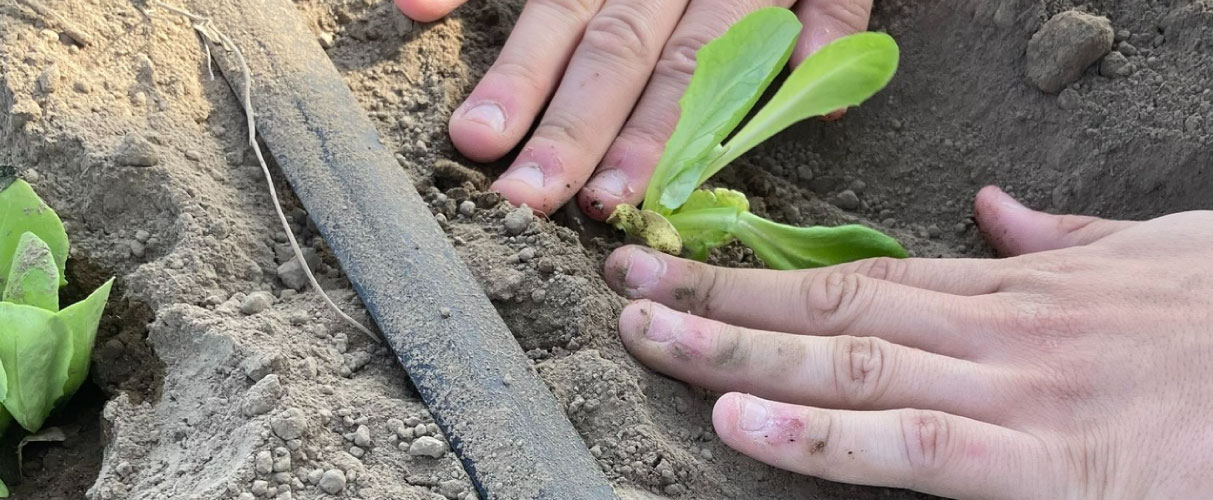 Al momento stai visualizzando Campo Estivo “IL MONDO DEL VIVAIO” – Un Programma Inclusivo per Adolescenti e Adulti con Disabilità